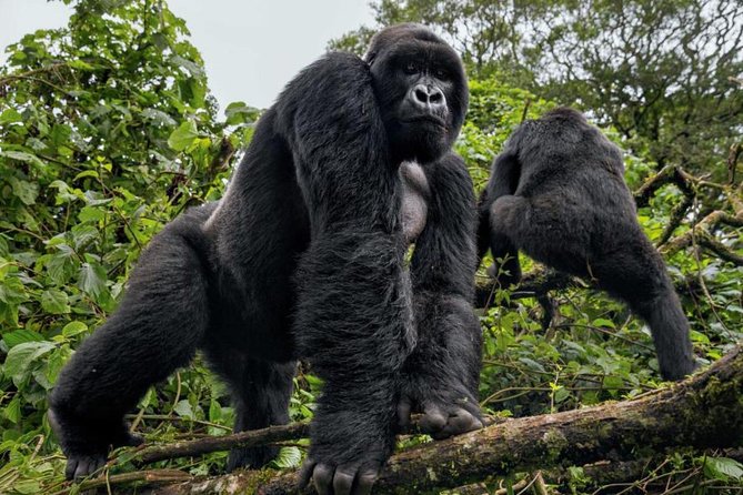3-Day Gorilla Trekking Bunyonyi Mist Relaxation Safari - Who should book this three-day trip