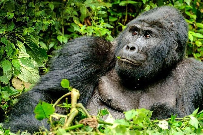 3-Day Gorilla Trekking Bunyonyi Mist Relaxation Safari - Why Bwindi makes the effort worthwhile