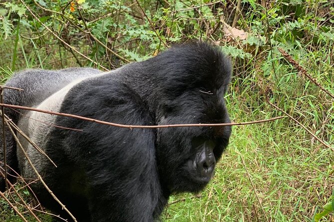 3 Day Gorilla Trekking Luxury Safari in Uganda - Why this Uganda gorilla safari appeals to me