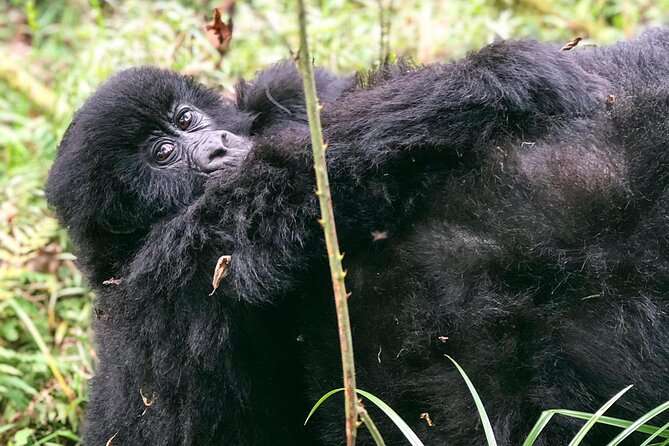 3 Day Gorilla Trekking Luxury Safari in Uganda - Accommodation: What the word luxury does and does not tell you