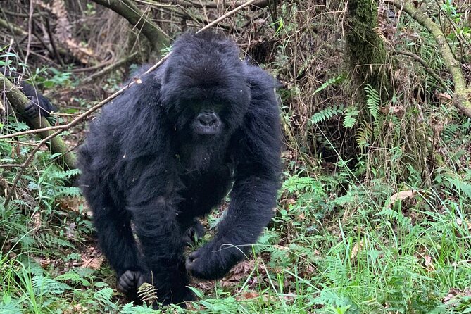 3 Day Gorilla Trekking Luxury Safari in Uganda - The Bamboo Ecotours service