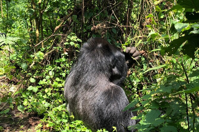 3 Day Gorilla Trekking Luxury Safari in Uganda - Day two: The gorilla trek in Bwindi Impenetrable Forest