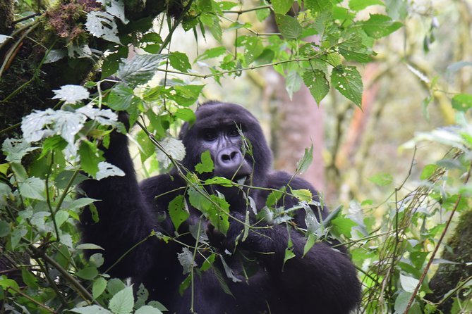 3-Day Gorilla Trekking safari in Bwindi Impenetrable Forest - The Gorilla Trek in Bwindi Impenetrable Forest
