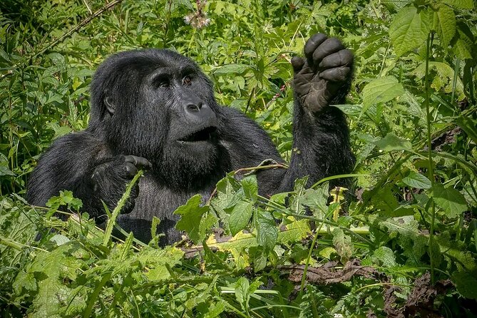 3-Day Gorilla Trekking safari in Bwindi Impenetrable Forest - The Long Return to Entebbe