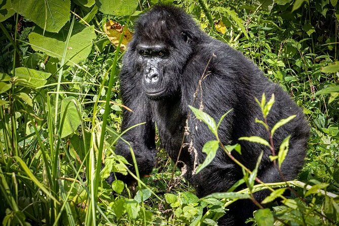 3-Day Gorilla Trekking safari in Bwindi Impenetrable Forest - The Guides Make a Real Difference