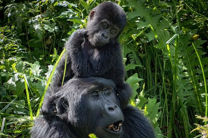 3-Day Gorilla Trekking safari in Bwindi Impenetrable Forest - Who Should Book This Three-Day Safari?