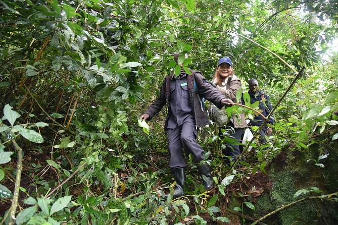 3-Day Gorilla Trekking safari in Bwindi Impenetrable Forest - Should You Book It?