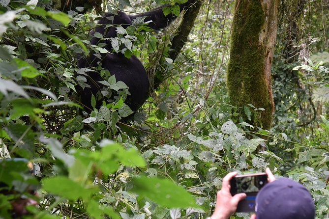 3-Day Gorilla Trekking safari in Bwindi Impenetrable Forest - Lake Bunyonyi and the Second Night