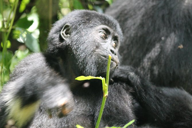3-Day Gorillas trekking and Batwa Experience - Why this short Uganda safari works
