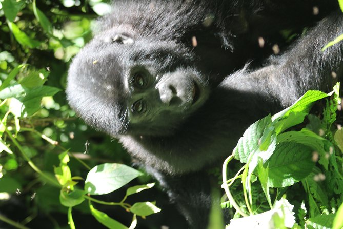 3-Day Gorillas trekking and Batwa Experience - Day 3: The long return to Kampala