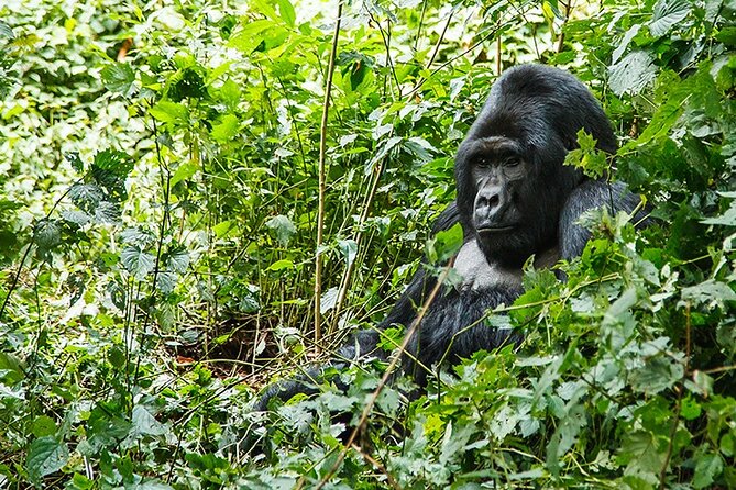3-Day Gorillas trekking and Batwa Experience - What the private format adds