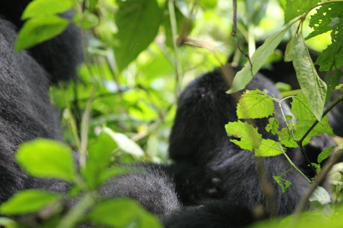 3-Day Gorillas trekking and Batwa Experience - Meals, lodging, and the real value of $1,600