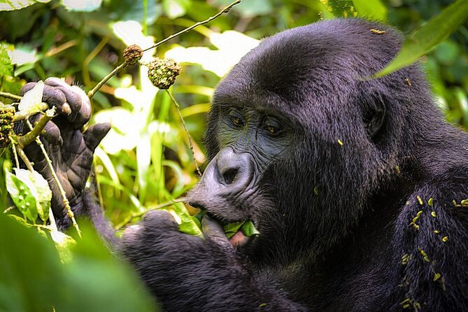 3-Day Gorillas trekking and Batwa Experience - Day 1: From Kampala to the Bwindi forest