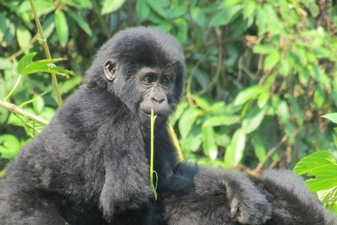 3 Day Kalinzu Chimp Trek and Uganda Gorilla Tour - Why this Kigali to Uganda route is appealing