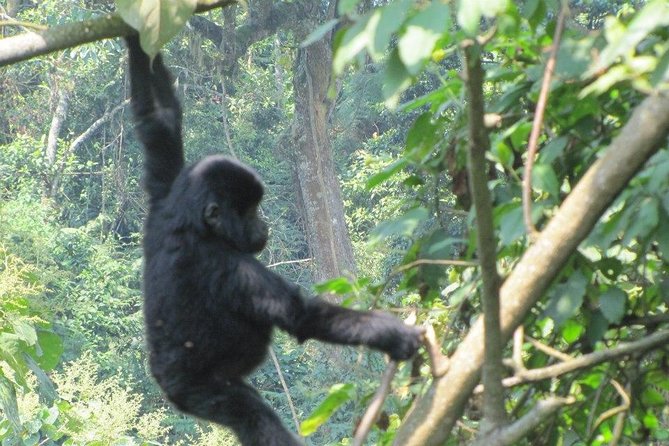 3 Day Kalinzu Chimp Trek and Uganda Gorilla Tour - Day three: gorilla trekking in Bwindi