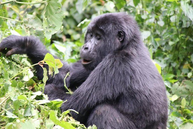 3 Day Kalinzu Chimp Trek and Uganda Gorilla Tour - The Kigali Arts Center and the return journey