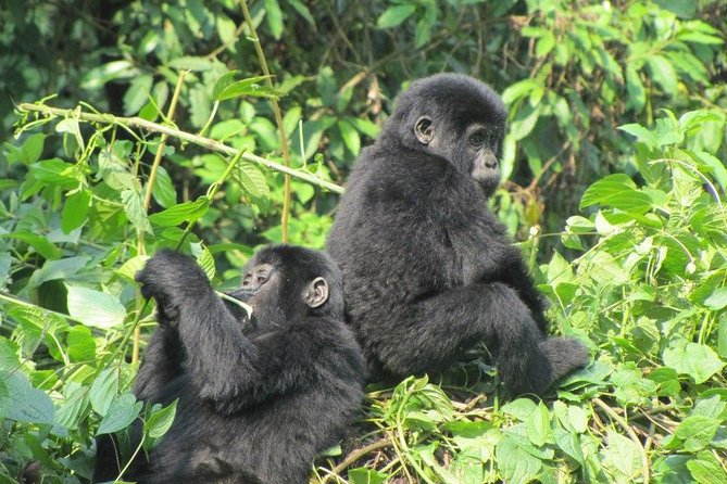 3 Day Kalinzu Chimp Trek and Uganda Gorilla Tour - Guides, communication, and group size