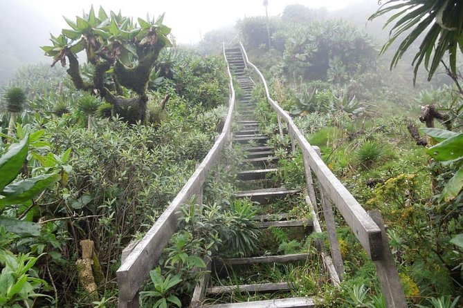 3 Day Kalinzu Chimp Trek and Uganda Gorilla Tour - How to prepare for the forest walks