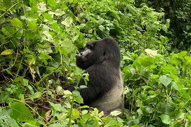 3 Day Kalinzu Chimp Trek and Uganda Gorilla Tour - Day one: Kigali to Queen Elizabeth National Park