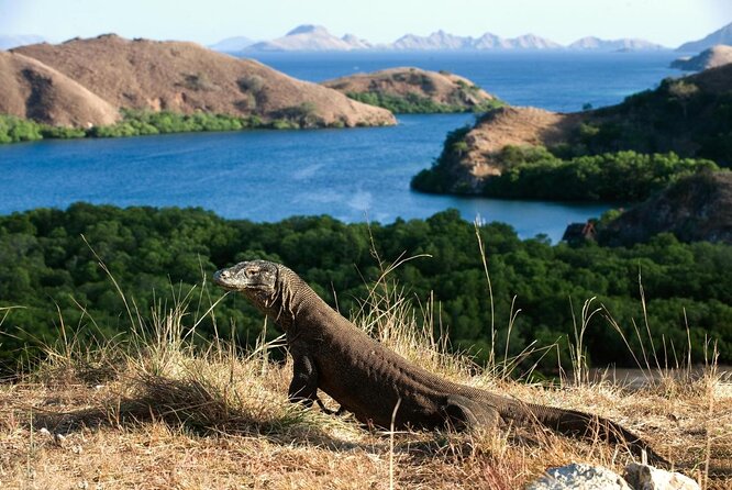 3-Day Komodo National Park Tour: Komodo Island and Rinca Island Trek - Key points to know before booking