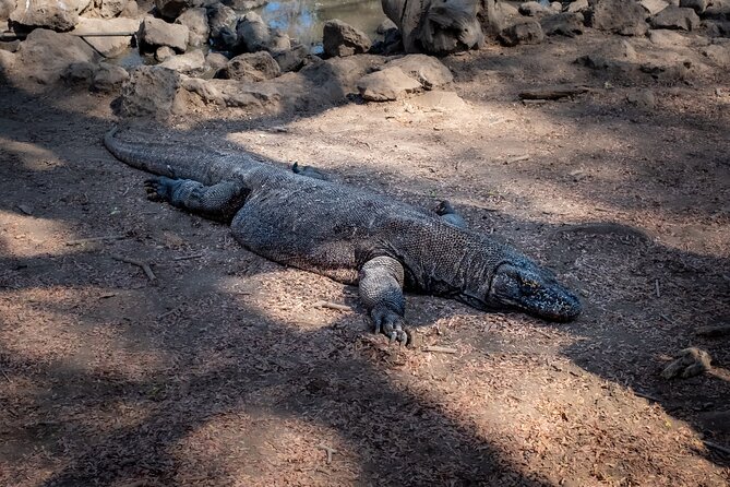 3-Day Komodo National Park Tour: Komodo Island and Rinca Island Trek - Why this three-day Komodo trip works