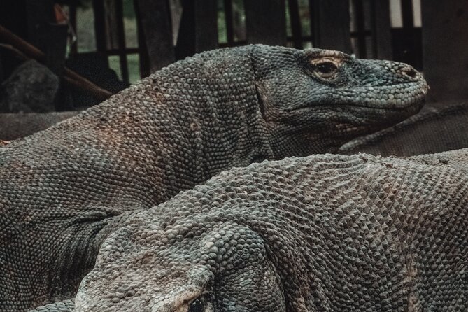 3-Day Komodo National Park Tour: Komodo Island and Rinca Island Trek - Day 2: Komodo Island and Banunggulung