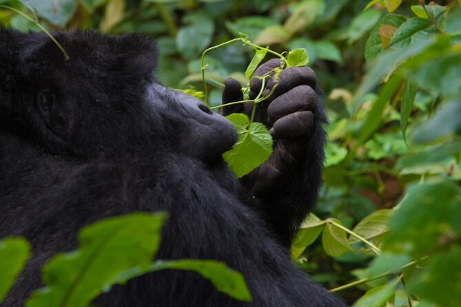 3-Day Private Guided Gorilla Trekking In Uganda - The Batwa visit adds a difficult but valuable perspective
