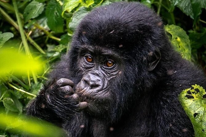 3-Day Private Guided Gorilla Trekking In Uganda - Accommodation choices around Bwindi