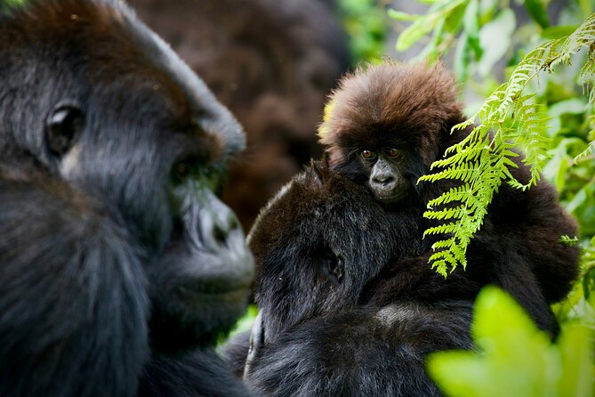 3-Day Private Guided Gorilla Trekking In Uganda - Day Three: returning to Kampala, Entebbe, or Kigali