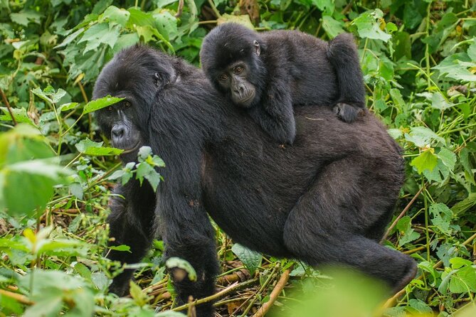 3-Day Private Guided Gorilla Trekking In Uganda - Choosing Kigali, Kampala, or Entebbe
