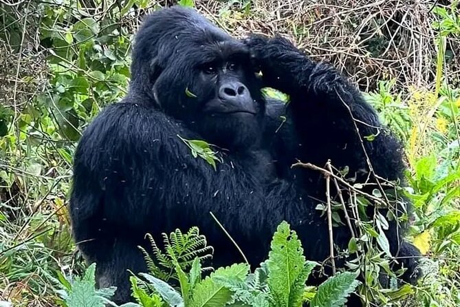 3-Day Private Guided Gorilla Trekking Uganda and Batwa Experience - Why this Uganda gorilla trip is worth considering