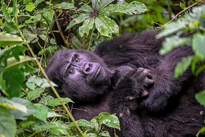 3-Day Private Guided Gorilla Trekking Uganda and Batwa Experience - The Batwa experience needs a clearer plan