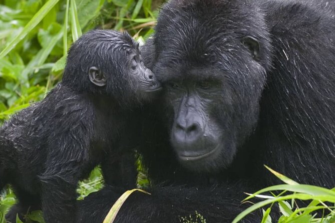 3-Day Private Guided Gorilla Trekking Uganda and Batwa Experience - Who will enjoy this trip most