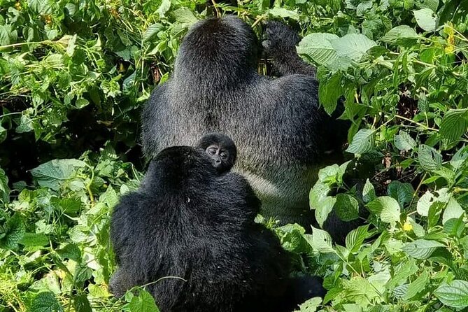 3-Day Private Guided Gorilla Trekking Uganda and Batwa Experience - Day one: Kampala to Bwindi through Uganda’s southwest
