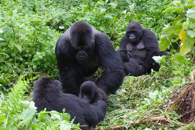 3 Day Rwanda to Uganda gorilla trekking Safari - The Bwindi gorilla trek: expect real effort
