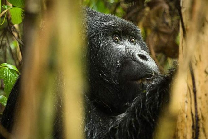 3-Day Tour to Uganda - Gorilla Trekking Bwindi Forest - Day two: entering Bwindi’s steep rainforest