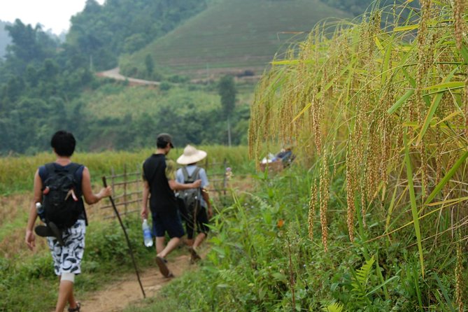 3-Day Trek in Amazing Muong Hoa Valley & ethnic Homestay - Day 2: Bamboo forest, Ta Van, and Giang Ta Chai