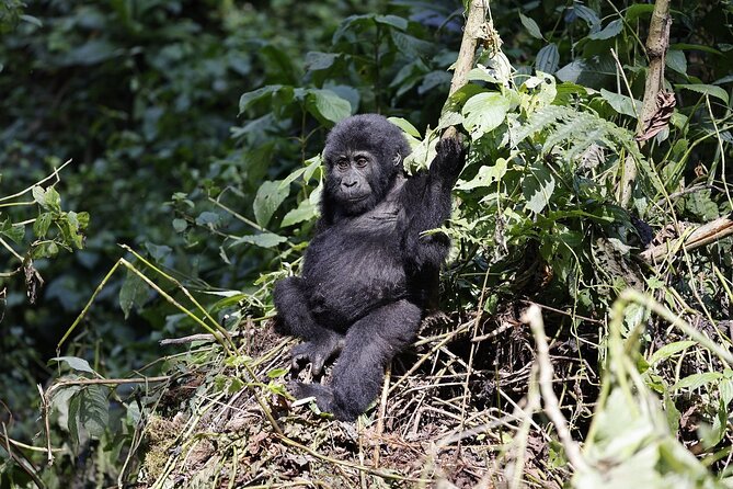 3 Day Uganda Gorilla Trekking and Batwa Pygmies Experience - The missing Batwa element deserves a direct question