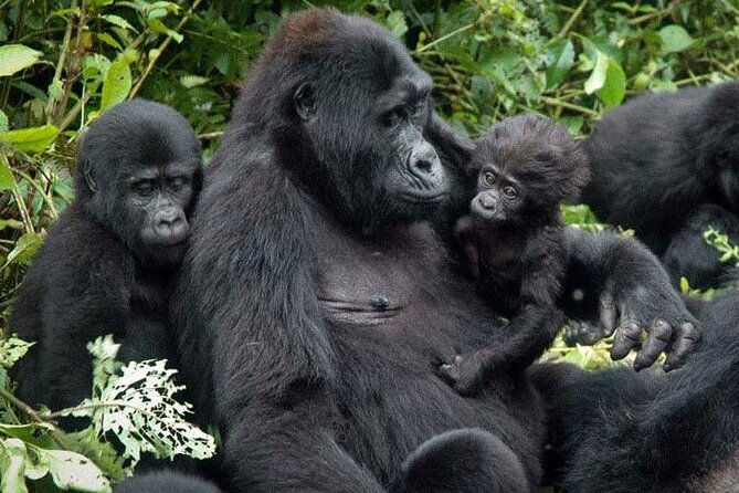 3-Day Uganda Gorilla Trekking Safari - Why this three-day Bwindi trip works