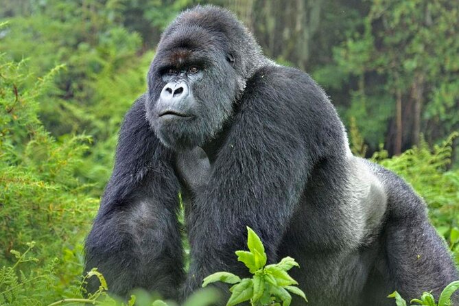 3-Day Uganda Gorilla Trekking Safari - What the trek requires from you