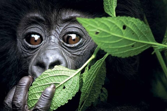 3-Day Uganda Gorilla Trekking Safari - Day 3: The return to Entebbe