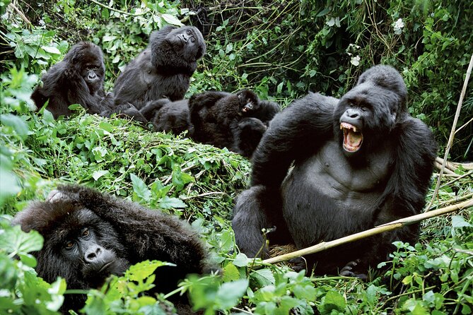 3-Day Uganda Gorilla Trekking Safari - How good is the $2,400 value?