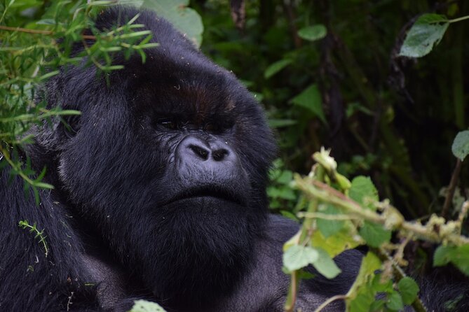3-Day Uganda Gorilla Trekking Safari - Choosing the gorilla sector