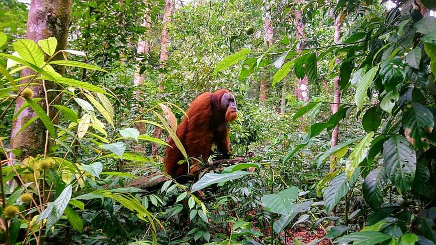 3 Days 2 Nights Orangutan Trek Bukit Lawang - Key points at a glance