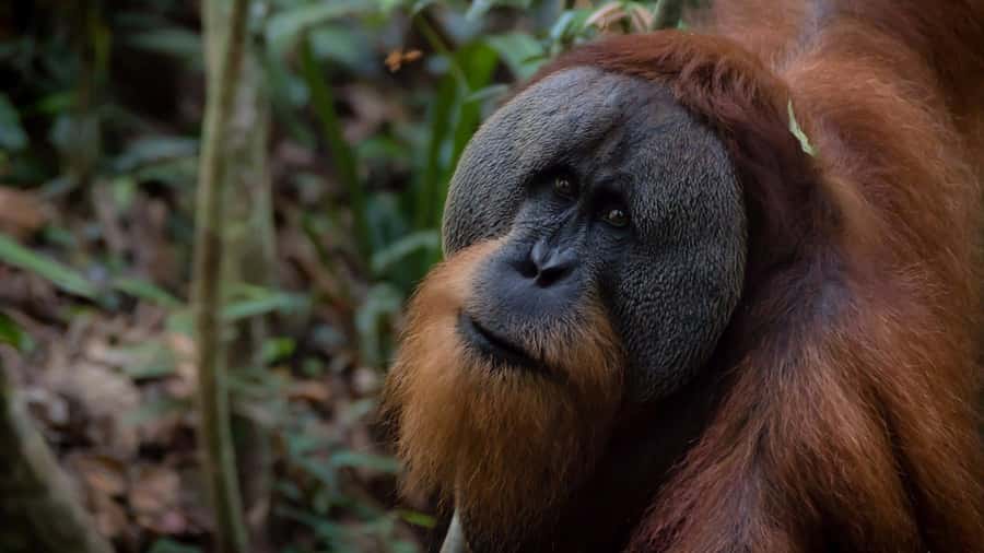 3 Days 2 Nights Orangutan Trek Bukit Lawang - What this Bukit Lawang trek is really like
