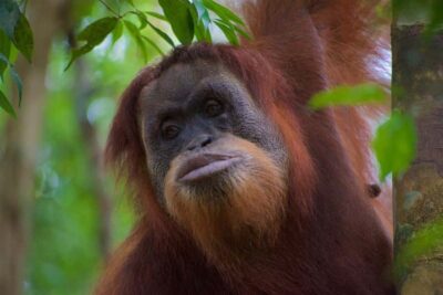 3 Days 2 Nights Orangutan Trek Bukit Lawang