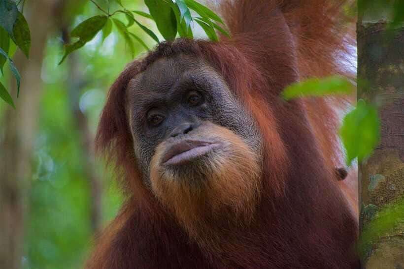 3 Days 2 Nights Orangutan Trek Bukit Lawang - Day 2: More forest or a slower morning