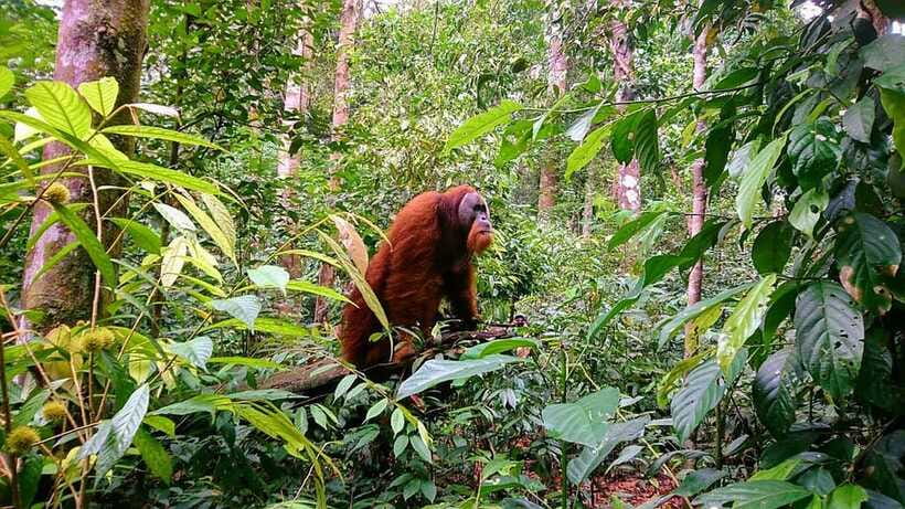 3 Days 2 Nights Orangutan Trek Bukit Lawang - Who should book this trek?