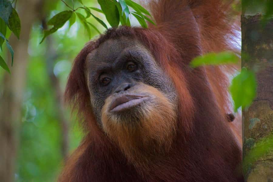 3 Days 2 Nights Orangutan Trek Bukit Lawang - Day 1: Into Gunung Leuser National Park
