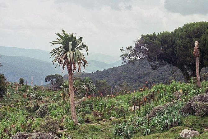 3 Days Bale Mountains Trekking - Key points at a glance